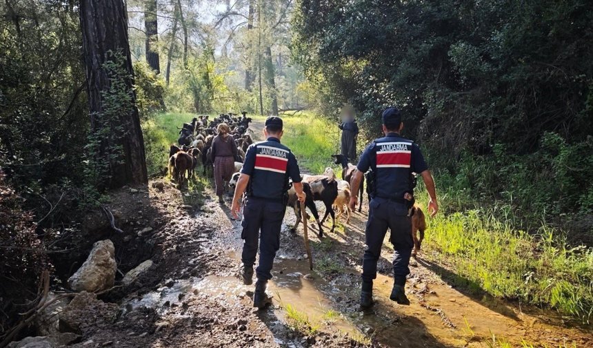 Kayıp 41 keçiyi, jandarma bulup sahibine teslim etti