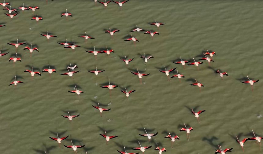 Yarışlı Gölü'ndeki flamingolar hayran bıraktı
