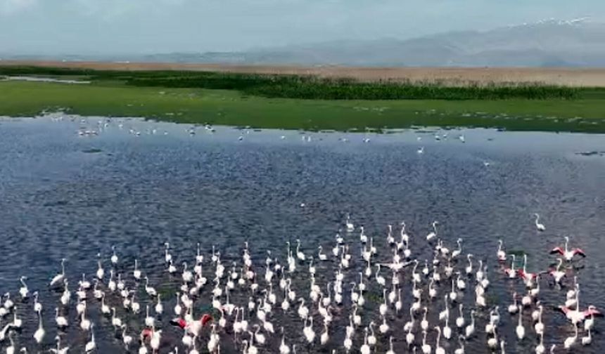 Eber Gölü'nde ziyaretçilere flomingo turu