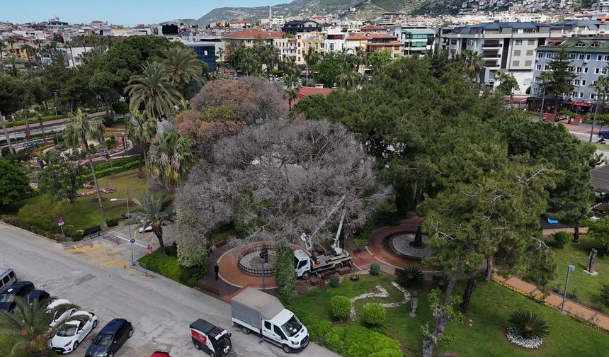 Alanya’da Akdeniz Çam Kabuk Böceğine karşı ortak mücadele başlatıldı