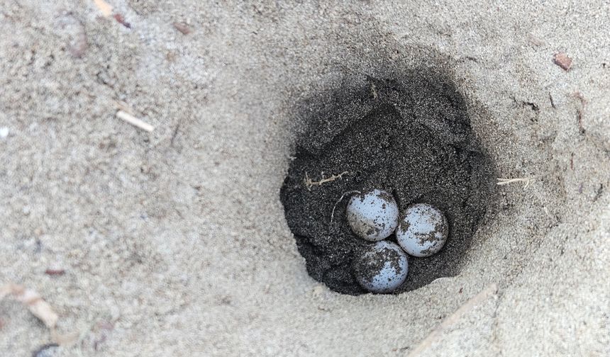 Antalya'da hava ısındı, caretta yuvaları arttı