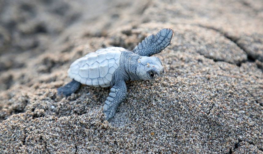 Akdeniz'de yavru caretta heyecanı