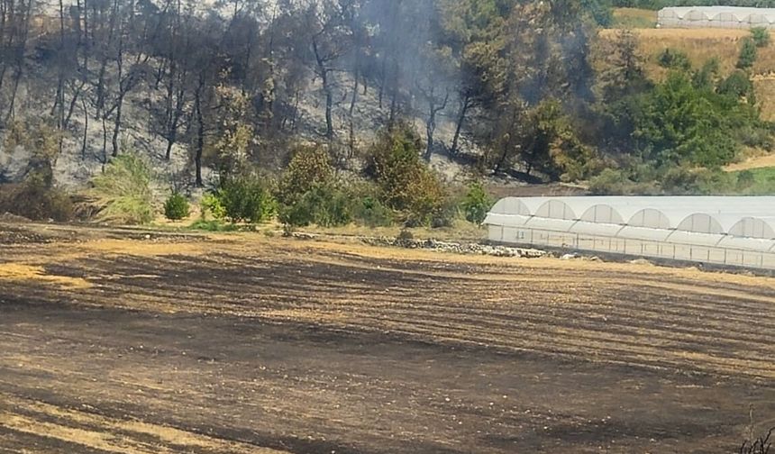 Antalya'da sazlık yangını büyümeden söndürüldü