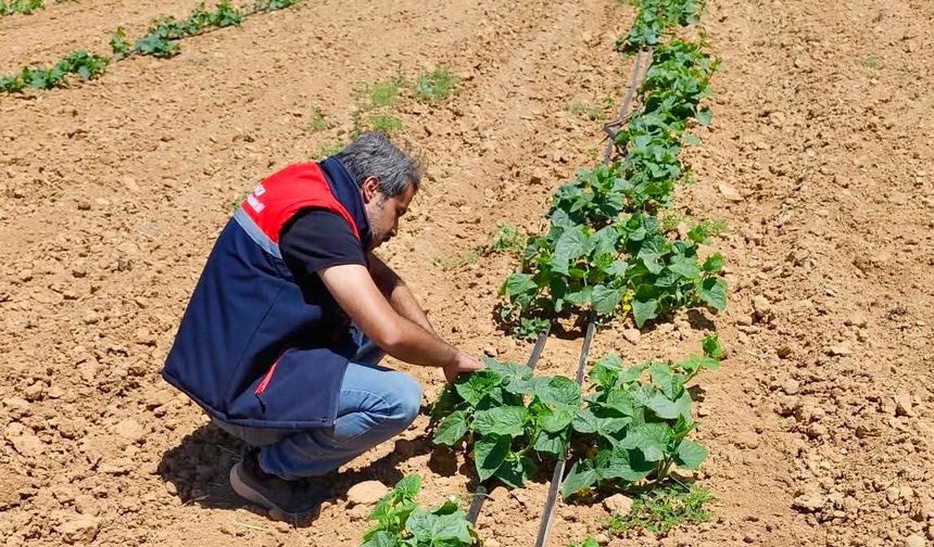 Hastalık ve zararlı takip çalışmaları