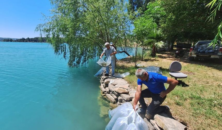 Manavgat'ta 400 bin yavru balık suya bırakıldı