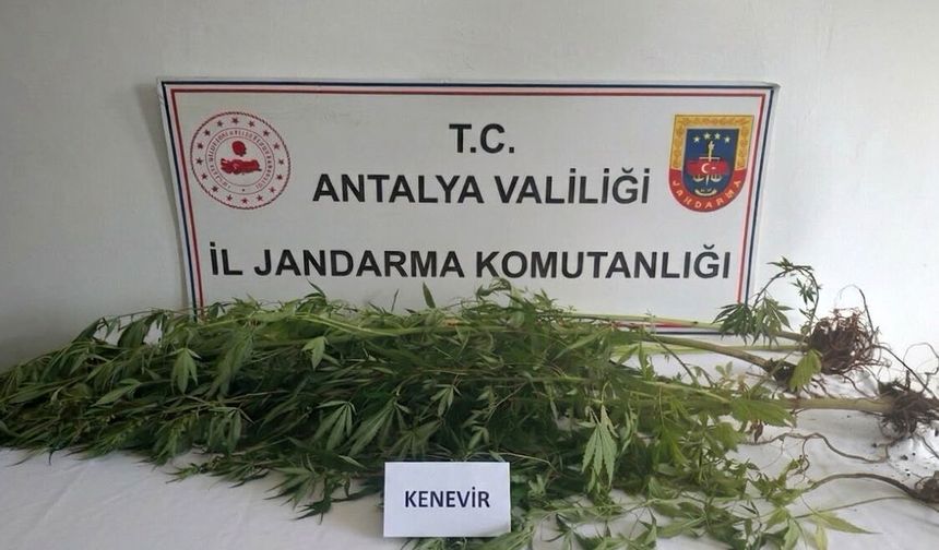 Alanya'da operasyonda 745 gram esrar ele geçirildi