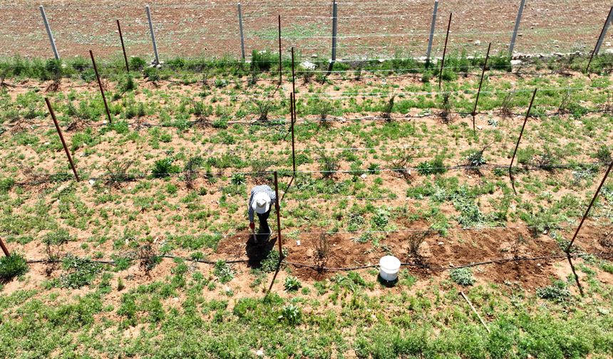 Destekler ile üretim artıyor sulama kayıpları en aza iniyor