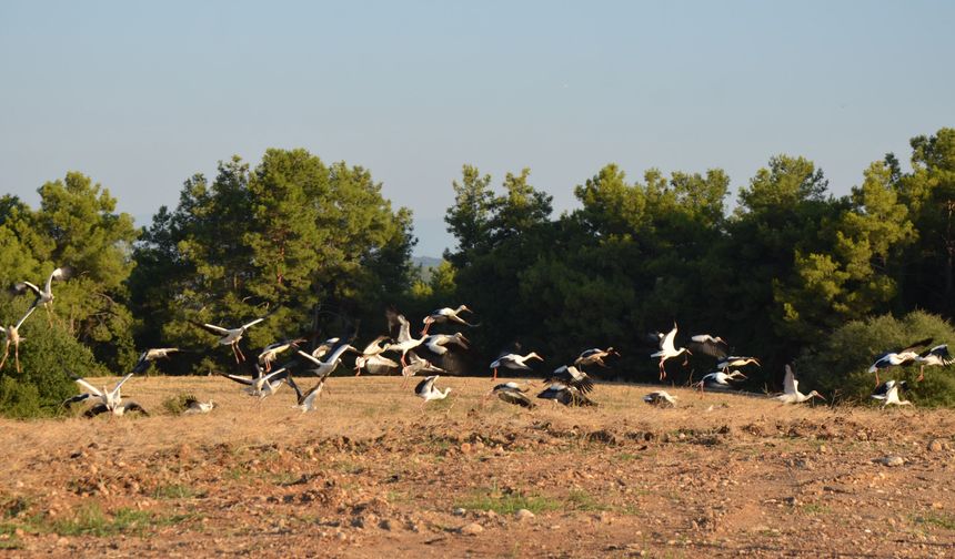Göç yolculuğundaki leylekler tarlada mola verdi