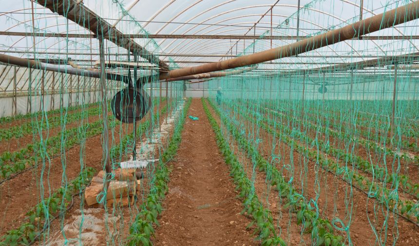 Antalya Serik'te kapya biber ekimine başlandı