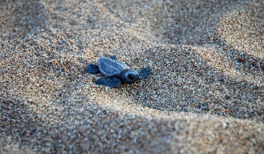 Çıralı'da son yuva açıldı; bu yıl 3 bin 458 yavru caretta caretta denizle buluştu