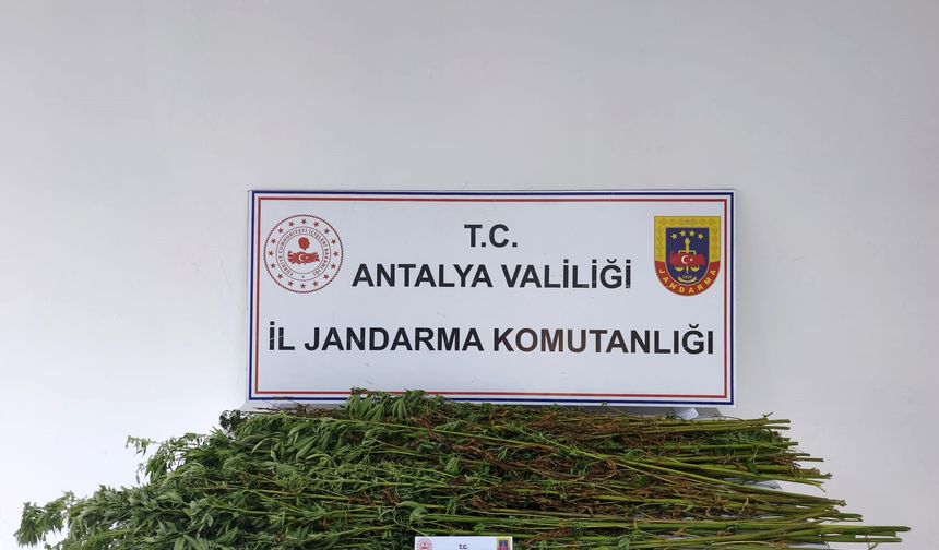 Antalya'da operasyon: 80 kök kenevir ele geçirildi