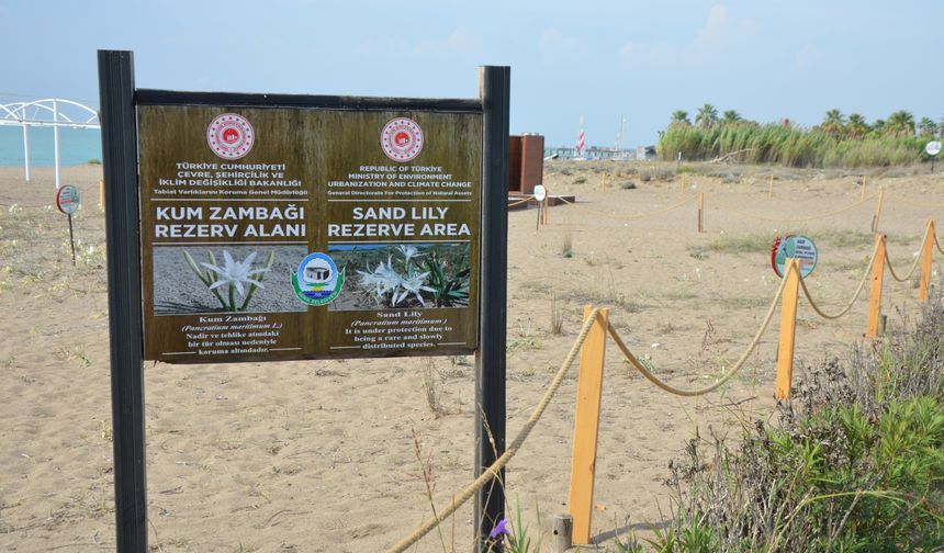 Boğazkent sahilinde kum zambakları açtı