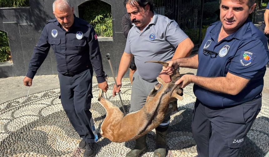Antalya'da yaralı dağ keçisi tedaviye alındı