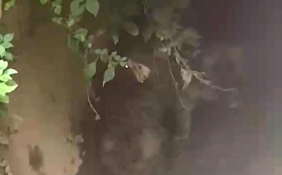 Alanya'da su kanalına 2 yavru köpek düştü