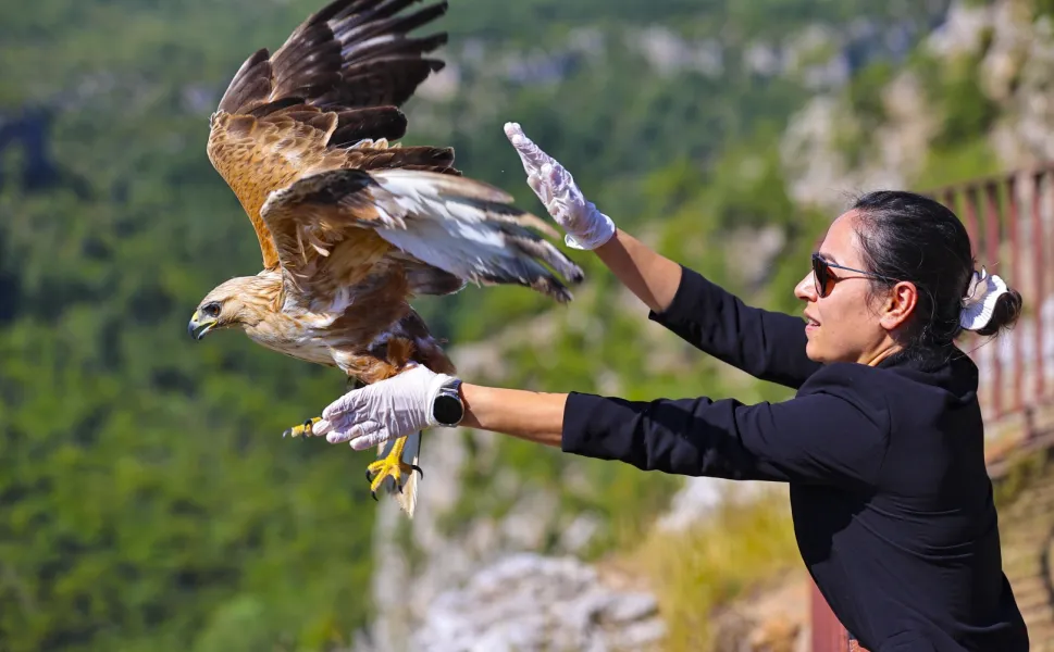 Antalya'da tedavi edilen kızıl şahin yeniden doğaya kavuştu