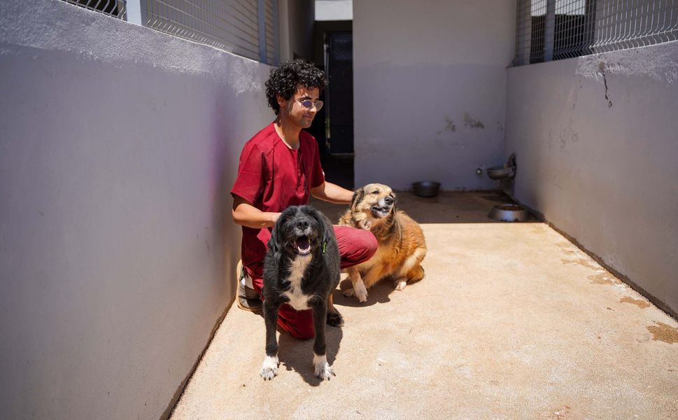 Engelli köpek 'Paytak' için sıcak yuva aranıyor