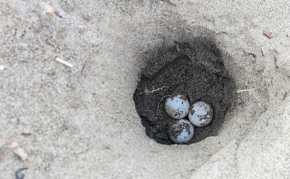 Antalya'da hava ısındı, caretta yuvaları arttı