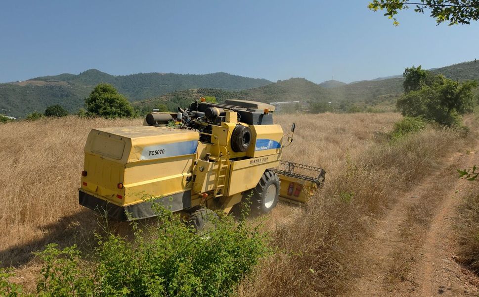Gazipaşa'da örnek proje: Karakılçık buğdayı hasadı gerçekleştirildi