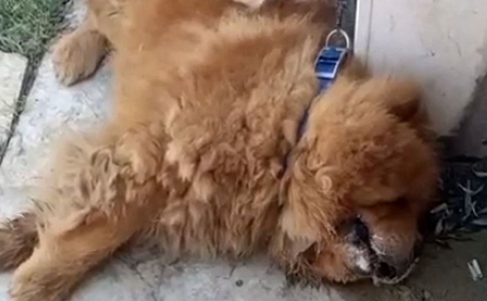 Alanya'da köpeğin eziyet sonucu öldüğü iddiasına ilişkin 1 gözaltı