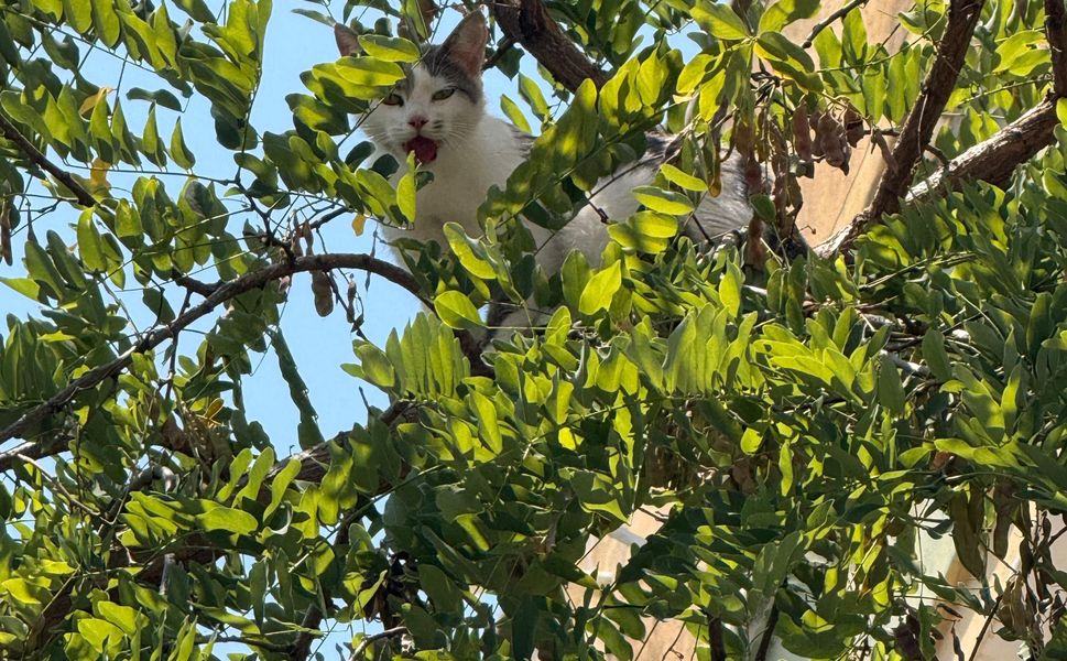 Ağaçta mahsur kalan kedi kurtarıldı