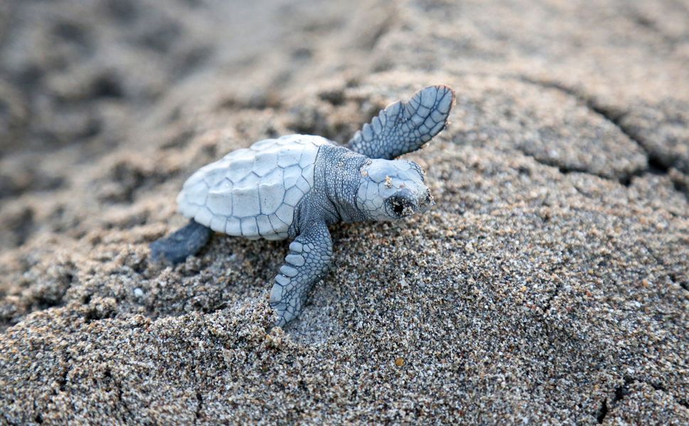 Akdeniz'de yavru caretta heyecanı