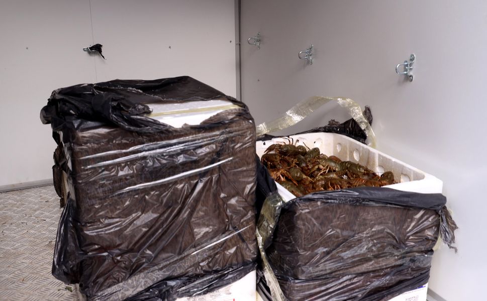 Terminalde ele geçirilen 90 kilogram kerevit imha edildi