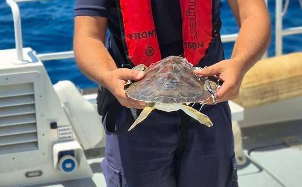 Alanya'da çuvala dolanan deniz kaplumbağası kurtarıldı