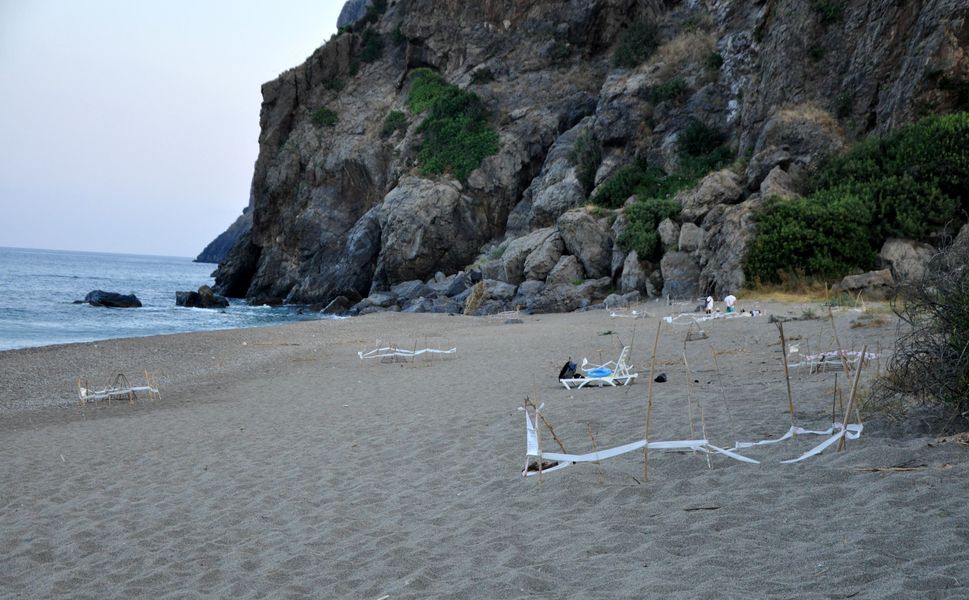 Yerleşik yabancılar deniz kaplumbağalarının gönüllü koruyucusu oldu