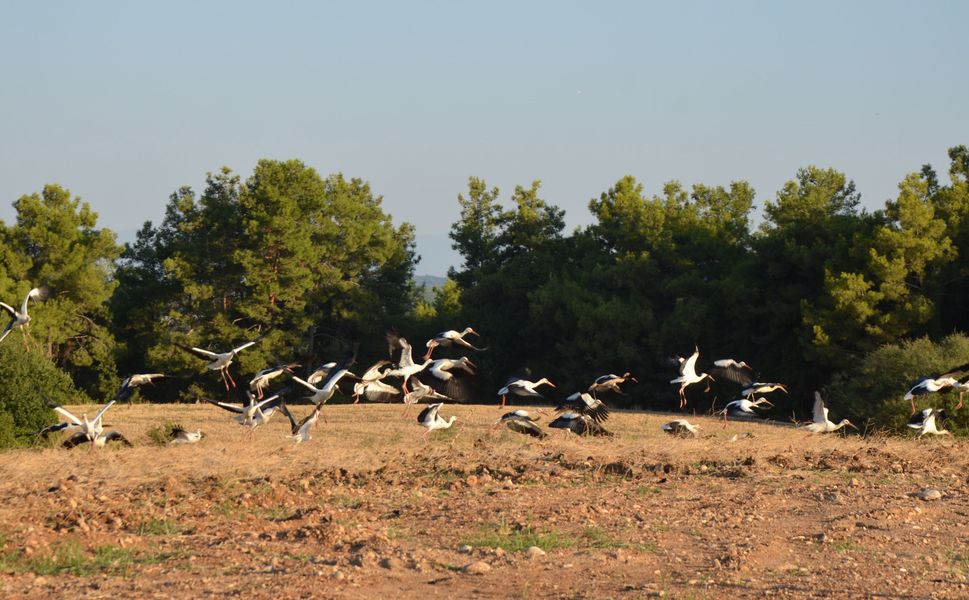 Göç yolculuğundaki leylekler tarlada mola verdi