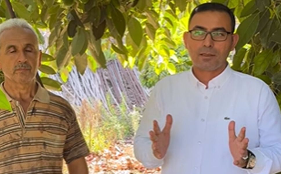 Alanya’da avokado sezonu Clifton çeşidiyle başladı
