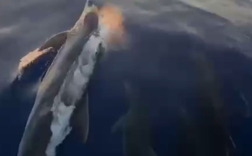 Alanya'da yunuslar tur teknesine eşlik etti