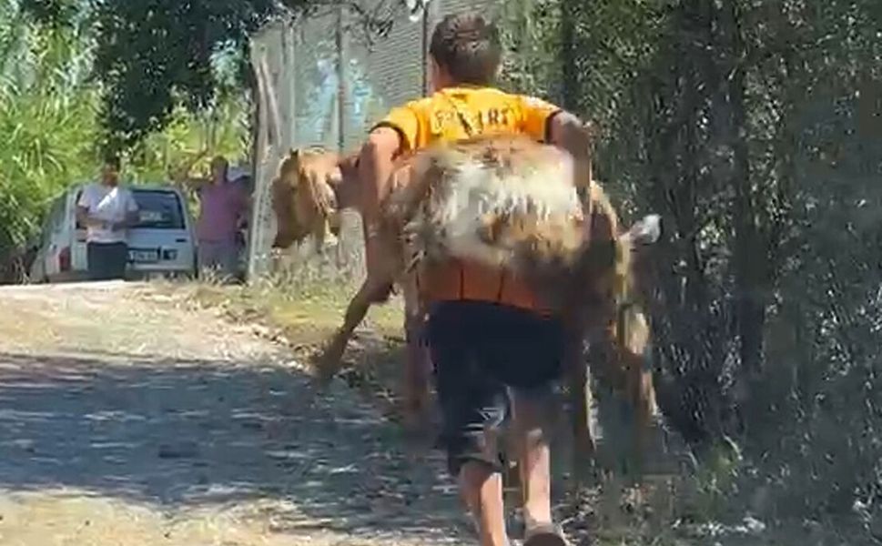 2 kuzen orman yangını sırasında rahatsızlanan keçiyi sırtlarında taşıdı