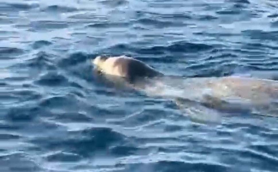 Alanya'da deniz yüzeyinde görülen fok, cep telefonu kamerasında