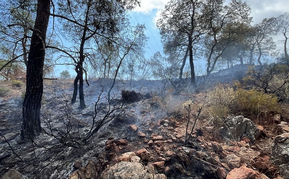 Antalya'da orman yangını büyümeden kontrol altına alındı