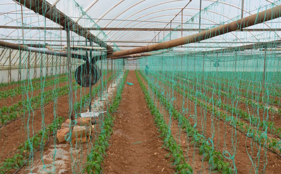Antalya Serik'te kapya biber ekimine başlandı