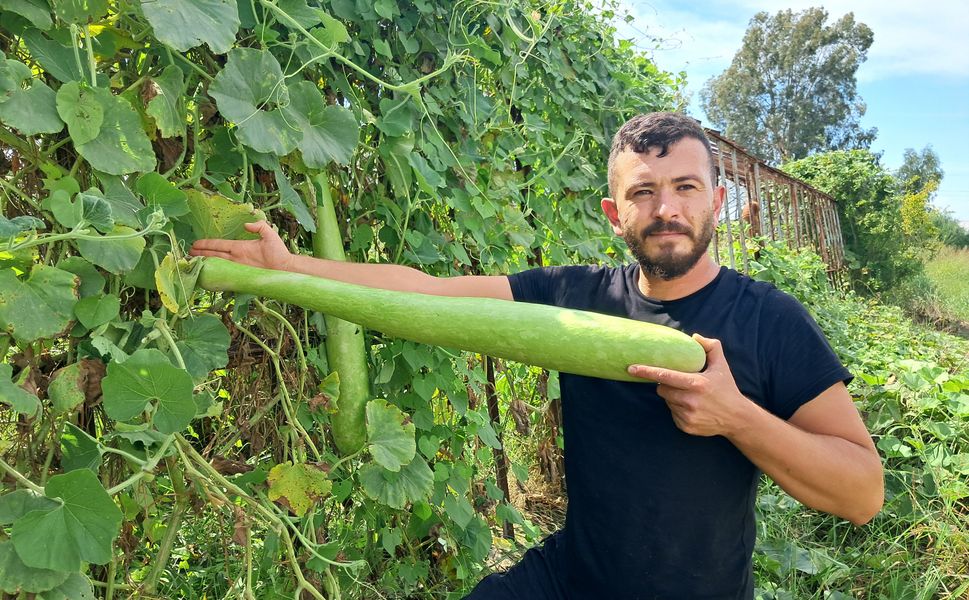 Deneme amaçlı ektiği kabakların boyu 1 metreyi aştı