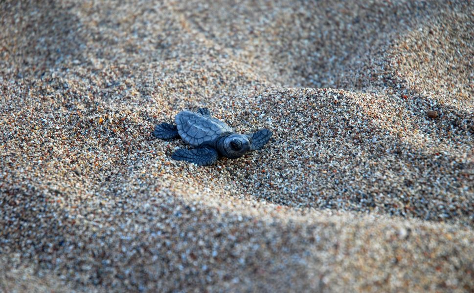 Çıralı'da son yuva açıldı; bu yıl 3 bin 458 yavru caretta caretta denizle buluştu