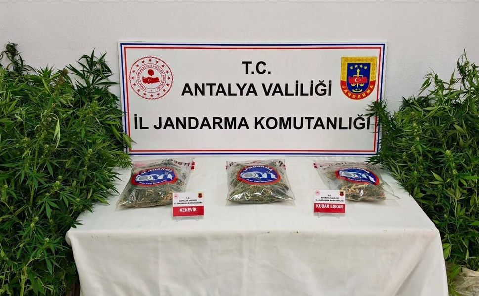 Gazipaşa’da ormanlık alanda kenevir operasyonu