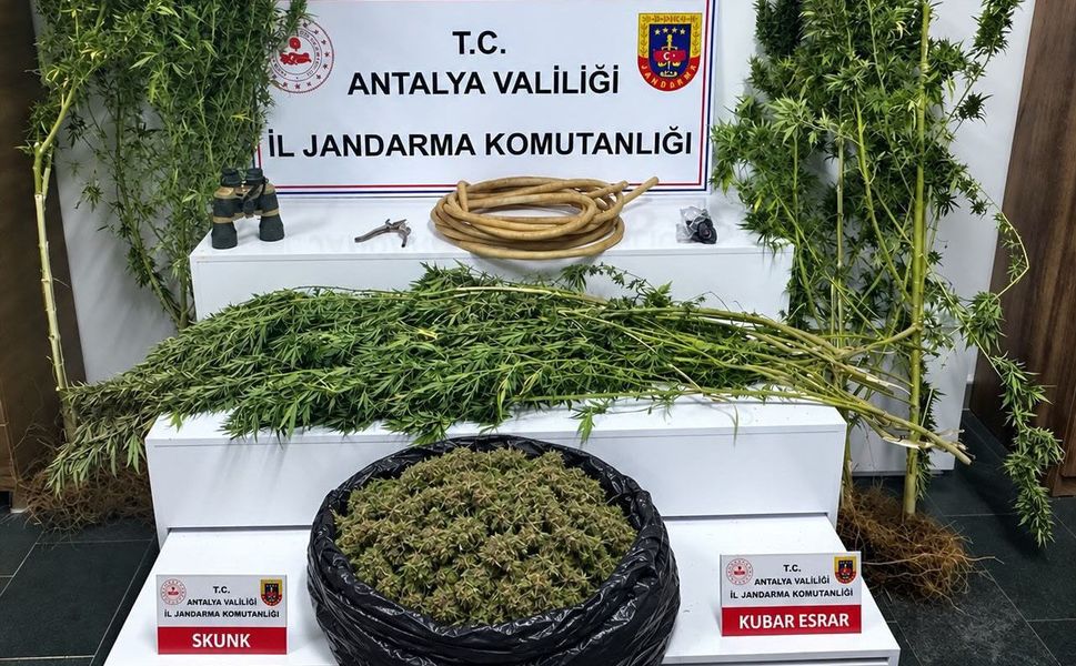 Alanya'da operasyon: 12.650 gram skunk ele geçirildi