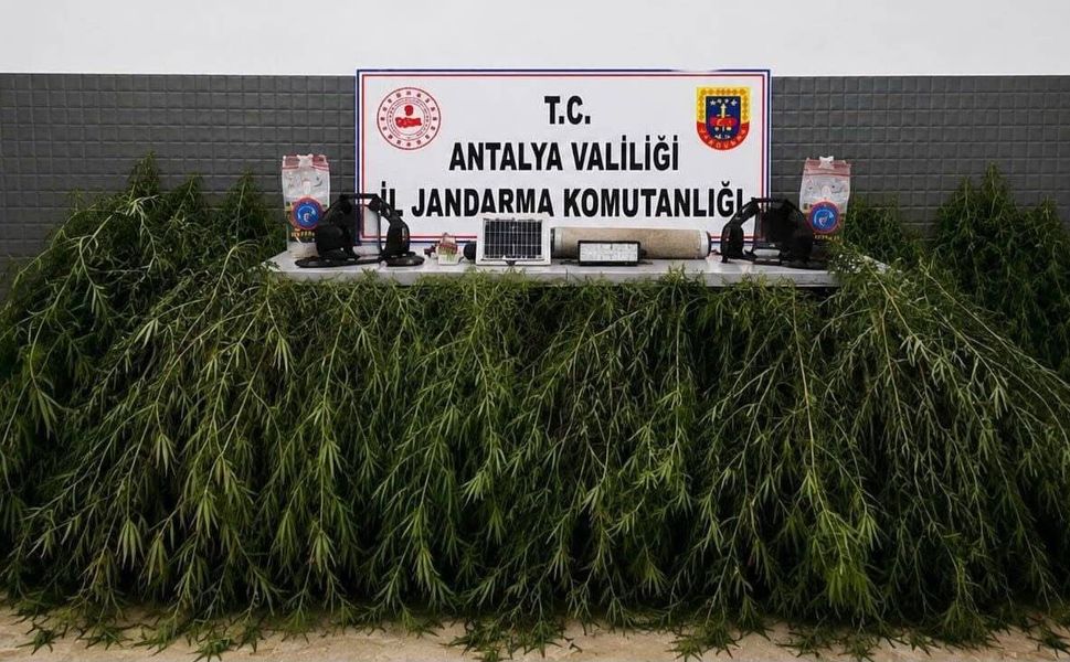 Antalya Aksu’da operasyon: Yasadışı kenevir bitkisi ele geçirildi