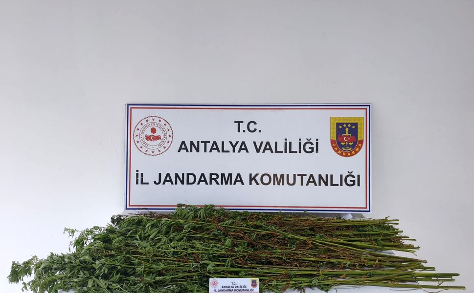 Antalya'da operasyon: 80 kök kenevir ele geçirildi