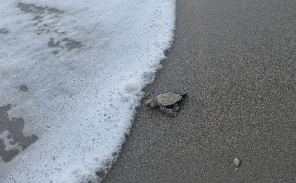 Antalya Belek kumsalında 100 bin caretta yavrusu denize ulaştı