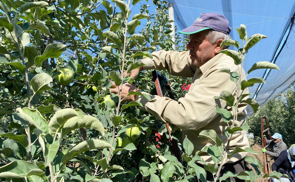 Isparta'da elma hasadı başladı; rekolte beklentisi 1 milyon 250 bin ton