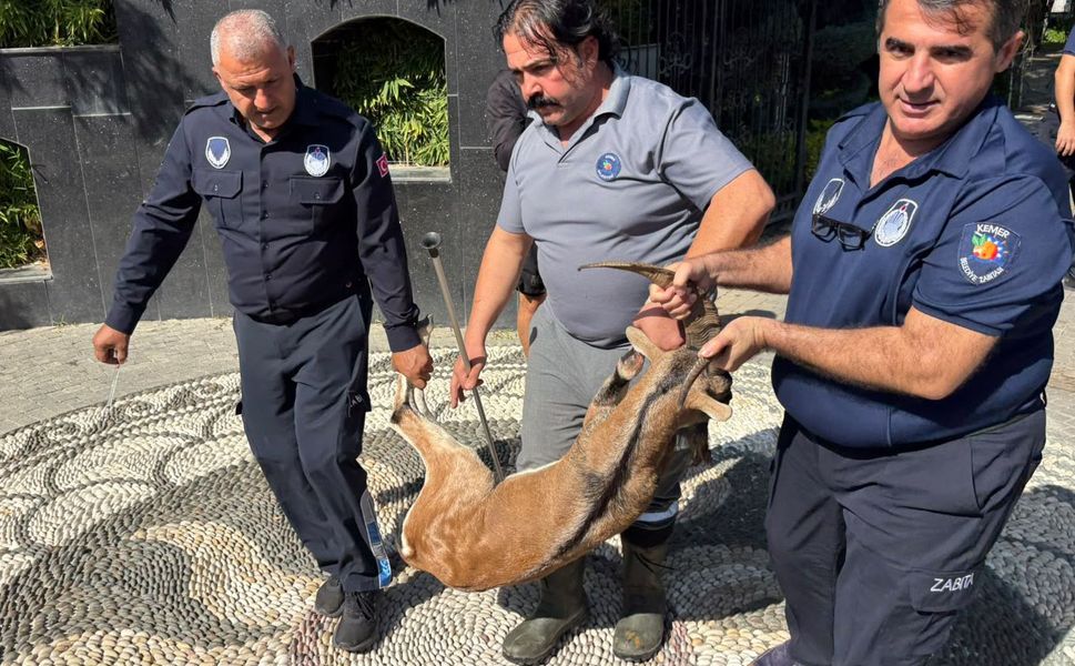 Antalya'da yaralı dağ keçisi tedaviye alındı