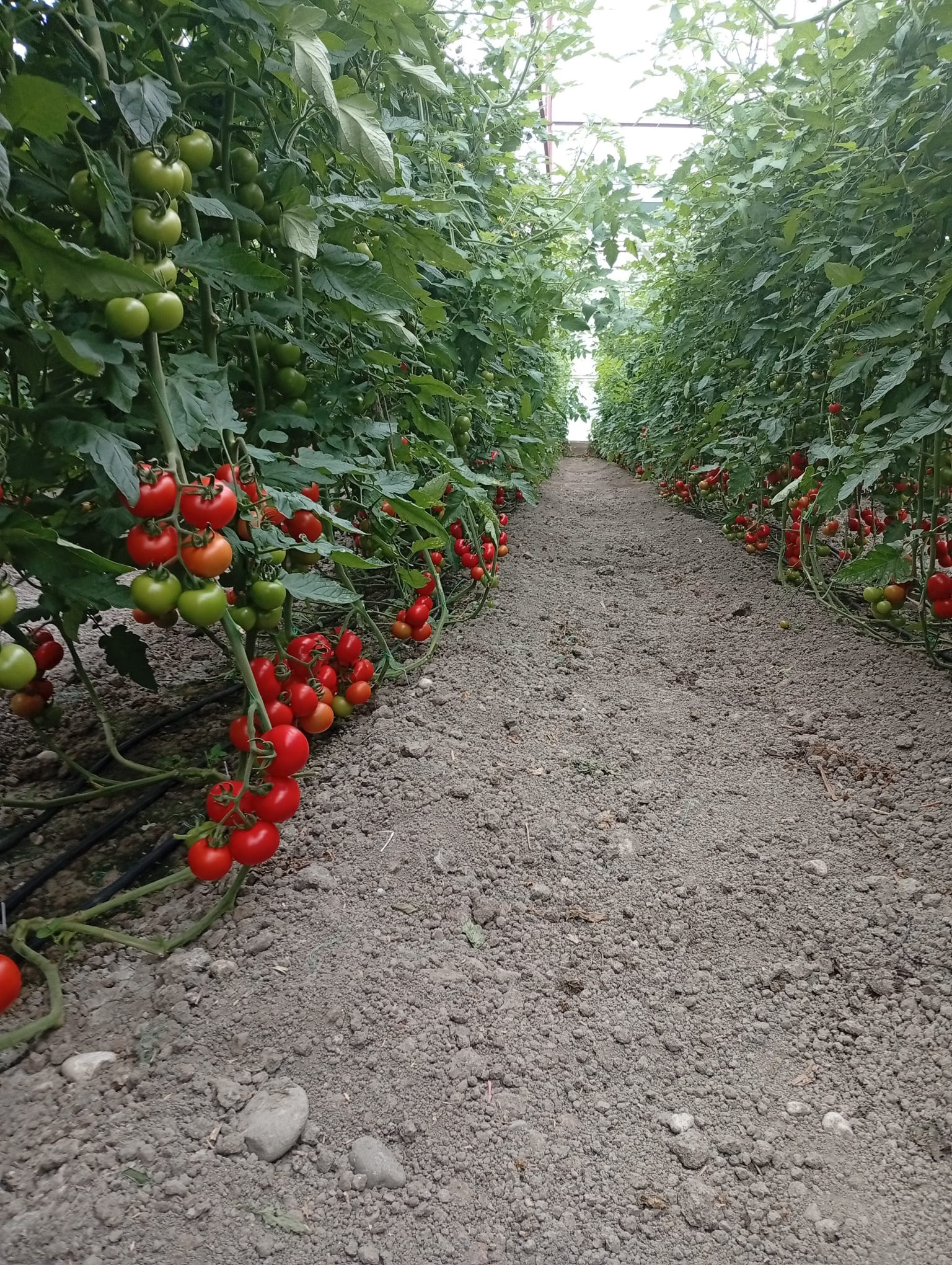 O R M A N A R A Z I L E R I N D E K I S E R A L A R I N Y I K I M I E R 1115144 331048