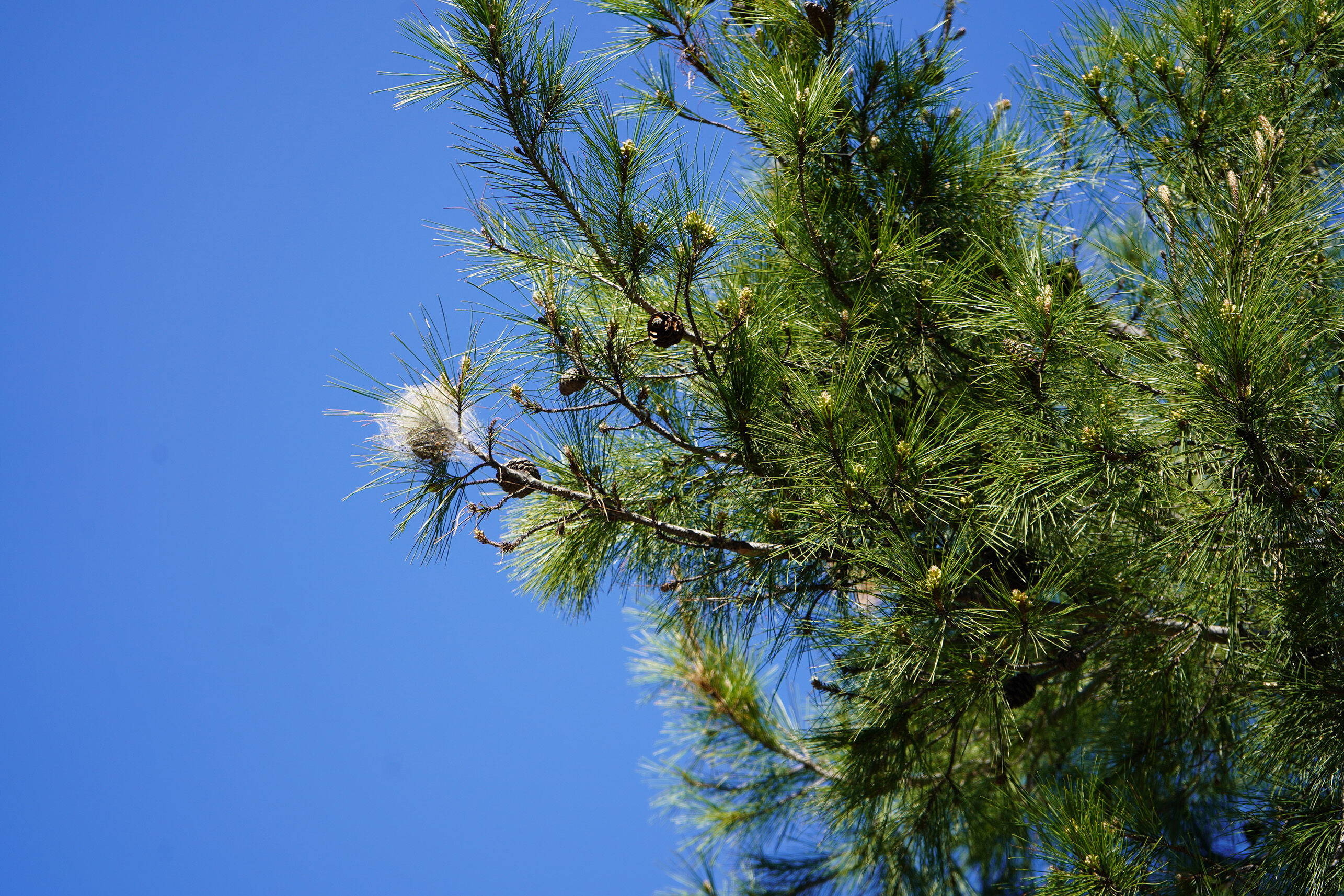 O R M A N L A R D A S E S S I Z T E H L I K E C A M K E S E T I R T 1234199 367042