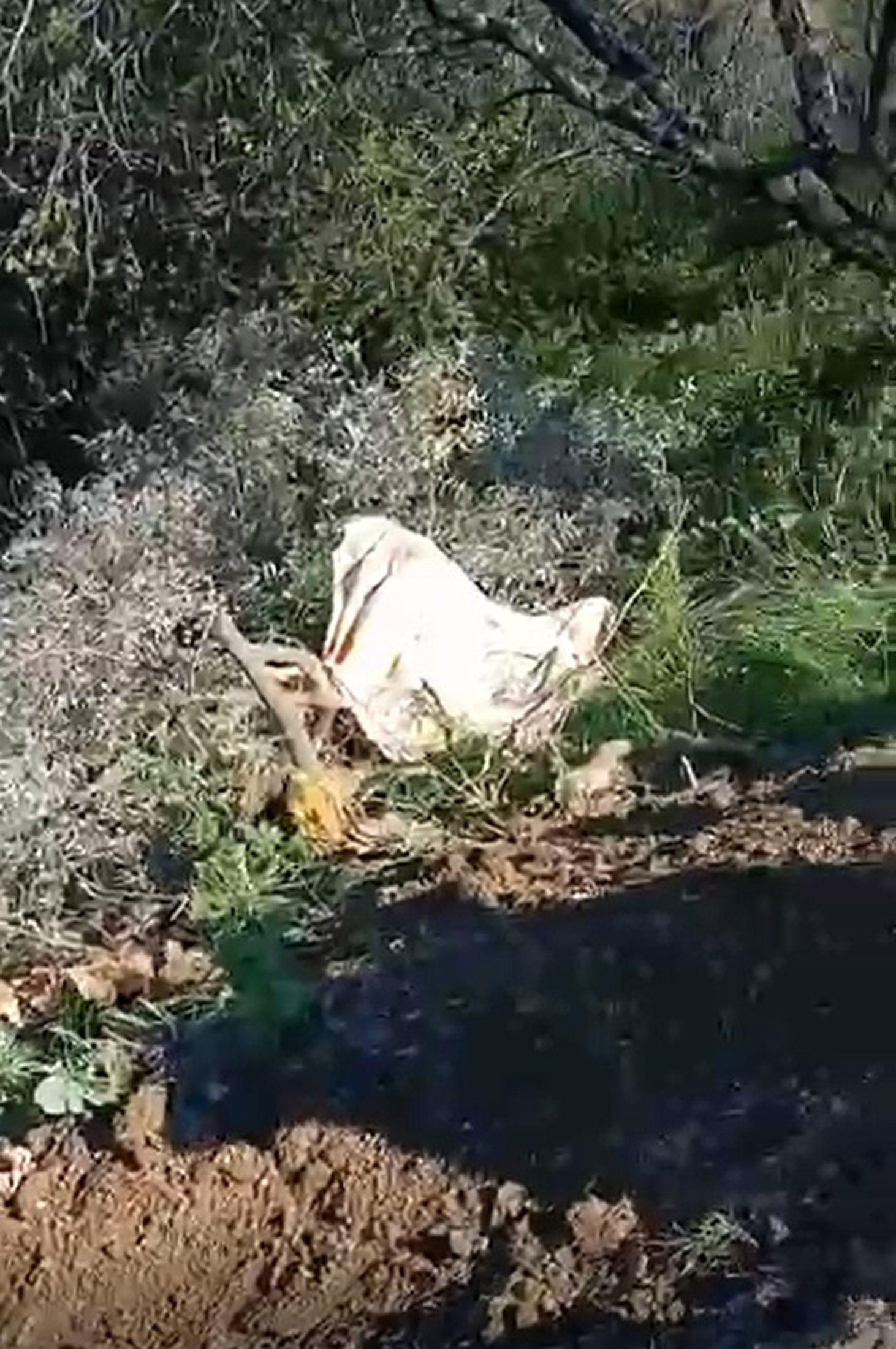 Alanya'da şarampole devrilen kamyonun şoförü öldü