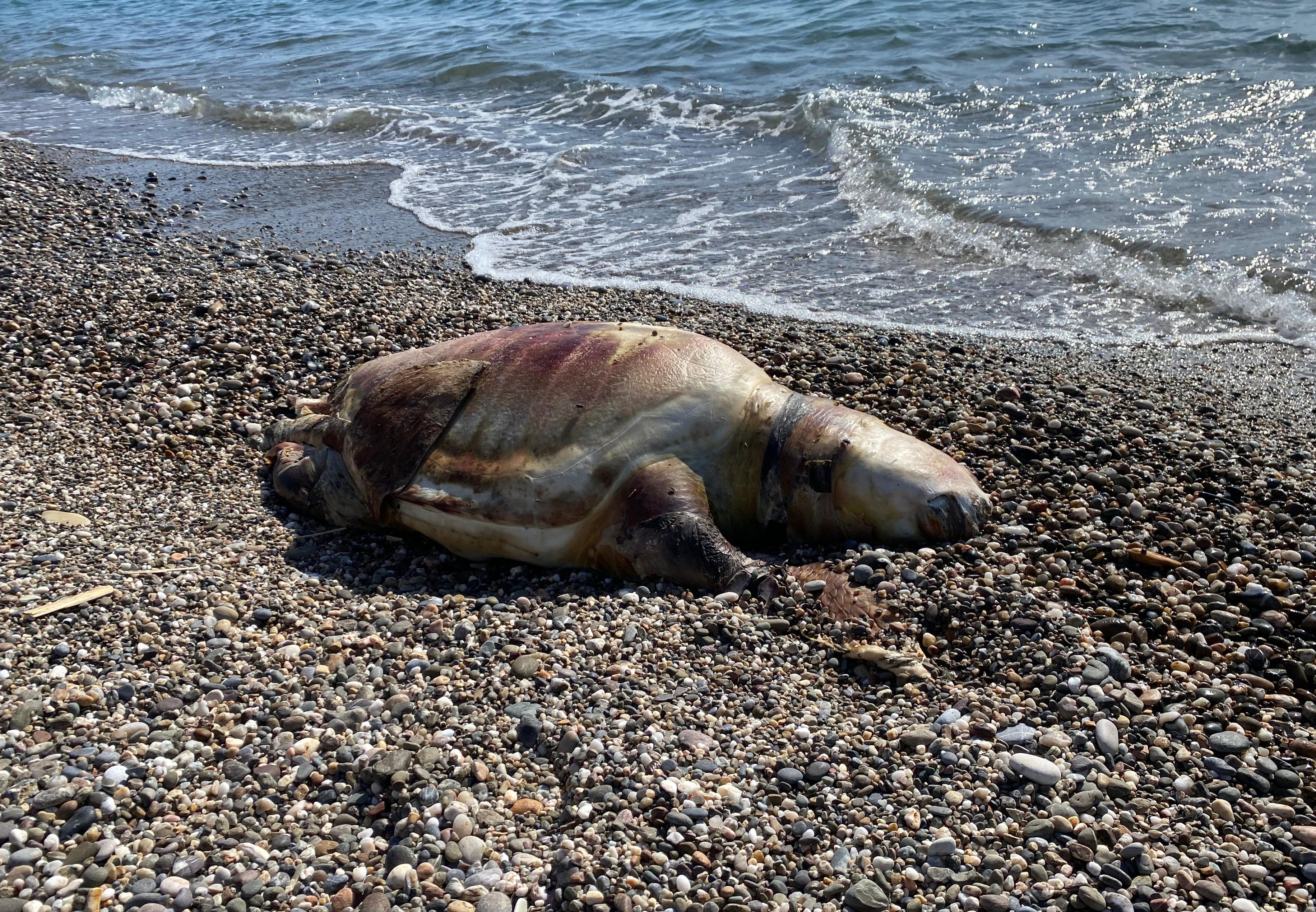 Gazipaşa'da deniz kaplumbağası ölüsü sahile vurdu