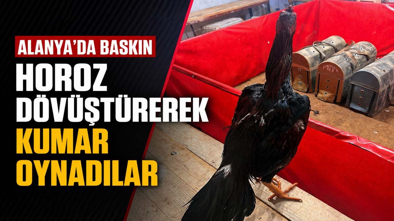 Alanya'da baskın: Horoz dövüştürerek kumar oynadılar