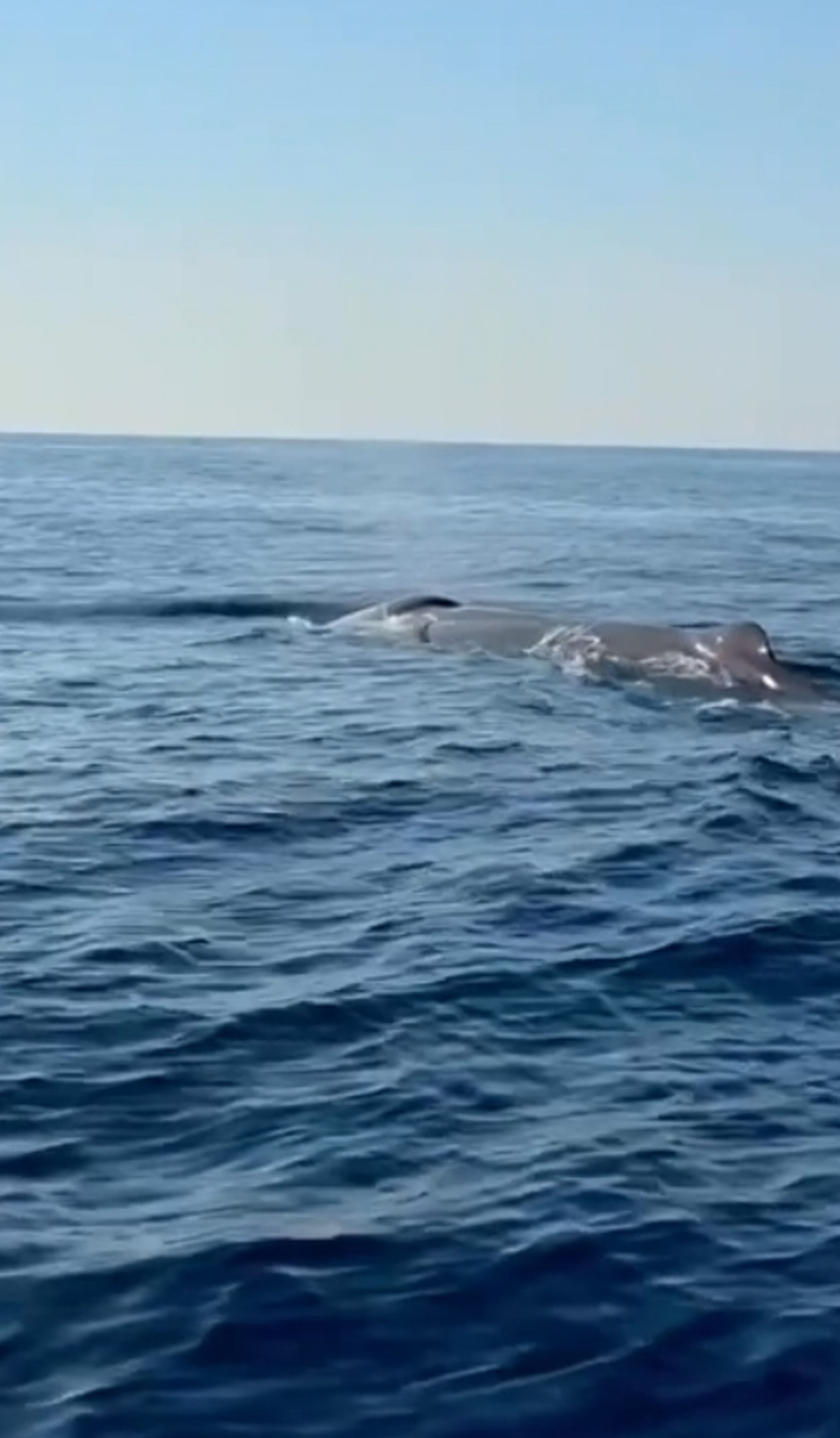 Alanya'da amatör balıkçı, Akdeniz'de balina görüntüledi